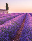 Duftmischung PROVENCE