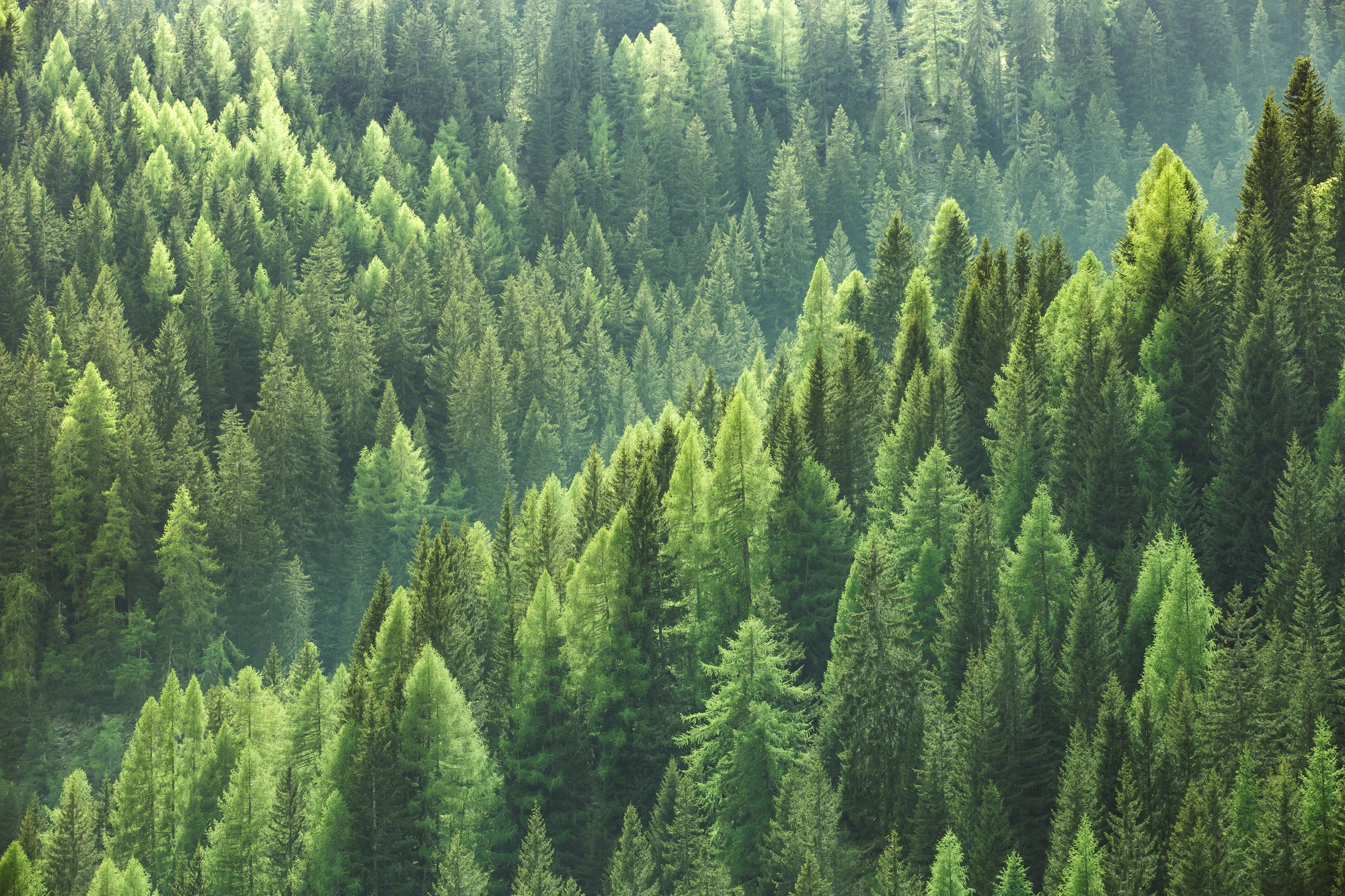 JOILS Schwarzwald Über uns