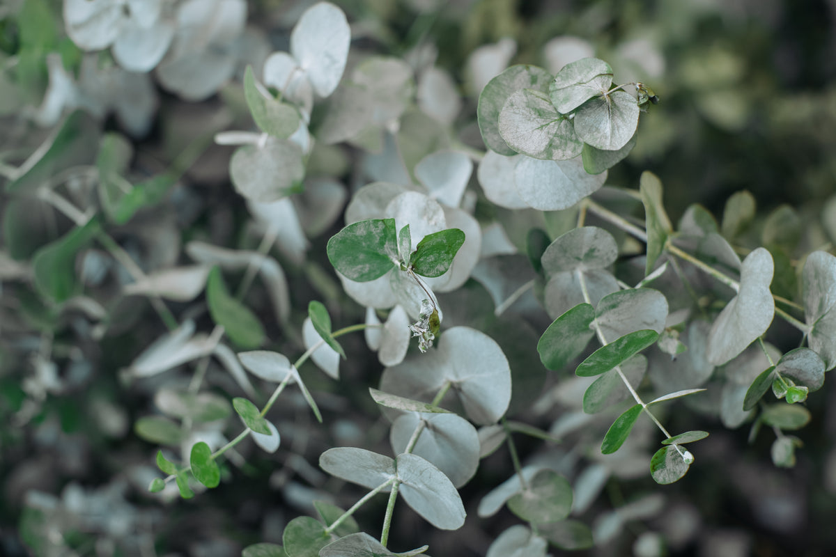 joils eukalyptus